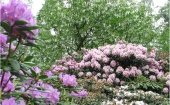 Arboretum Notoarestoen